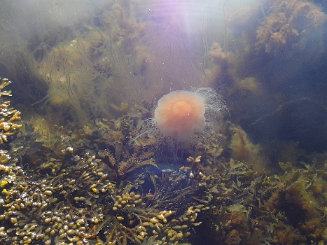 DSCI0046.JPG - Viele Feuerquallen treiben mit der Flut durch den Sund