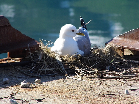 DSCI0012.JPG - Diese Moewe liebt es eisenhart! Zwischen zwei Stahltraegern am Kai hat sie ihr Nest - und verteidigt es gegen die grossen Mantelmoewen wie eine Furie!