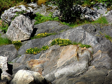 DSCI0056a.JPG - Kontrastprogramm: Wo kein Eis ist, das siedelt sich sofort das Leben in seinen schoensten Formen an
