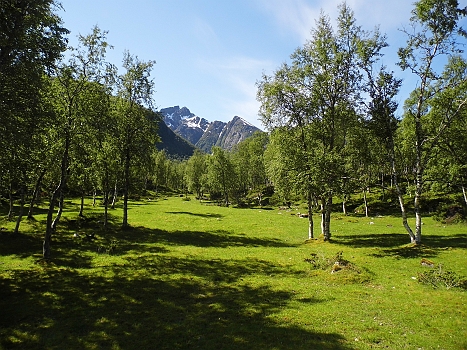 DSCI0072.JPG - Warum das Gras unter den Birken so kurz ist, erklaert sich ganz einfach...
