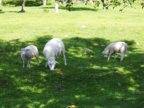 DSCI0088.JPG - ...hier grasen drei Norwegerpullis...sogar in verschiednen Groessen!