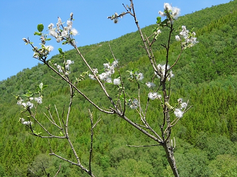 DSCI0090.JPG - Was das wohl fuer ne Pflanze ist? Also Baumwolle schliessen wir aus, aber was sonst?
