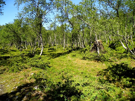 DSCI0116.JPG - Da kommt man hin, wenn man den roten Holzpfeilen folgt... In den Zauberwald