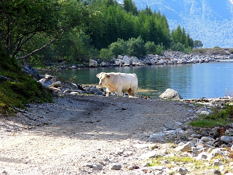 DSCI0138.JPG - ...aber dann war es doch nur... Kuhschei...!