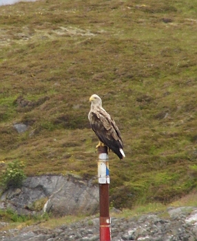 DSCI0008a.jpg - Er hat uns verabschiedet! Seine Gefaehrtin kreiste derweil dicht ueber dem Wasser. Leider kamen wir nicht naeher heran, um ein besseres Foto zu bekommen. Aber es war auch so toll und ein schoenes "Abschiedsgeschenk": Seeadler life!