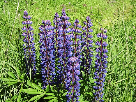 DSCI0028b.JPG - Der Fruehling scheint hier noch nicht vorbei. Ueberall blueht es...