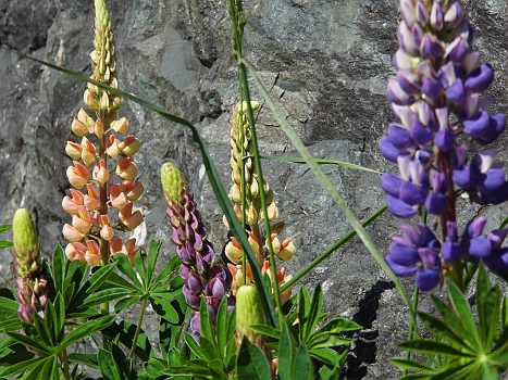 DSCI0047.JPG - Alles blueht hier; man kann sich kaum satt sehen