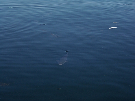 DSCI0078.JPG - Ja, Skagen ist wirklich ein bisschen wie Male auf den Malediven: Haie im Hafen! Nein, keine Sorge, der Fisch war zwar gro&Atilde;�, aber ein Hai war es nicht...