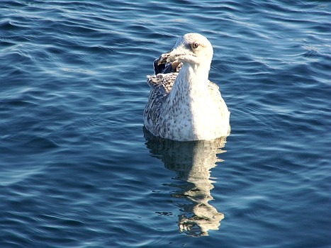 DSCI0081.JPG - Auf jeden Fall war der Fisch zu gro&Atilde;� fuer diese "Dame", auch wenn sie noch so pikiert guckt