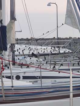 DSCI0136.JPG - Der naechste Hafen ist Vedbaek. Leicht anzusteuern und sicher. Am Morgen ist alles voller Schwalben. Ja, der Herbst ruft und die Voegel sammeln sich. In Norwegen waren schon die ersten Keile von Wildgaensen zu beobachten auf dem Weg nach Sueden.