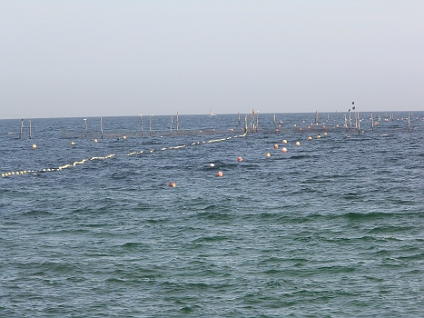 DSCI0189.JPG - Solcher Sch... liegt vor Roedvig im Wasser rum... War das schoen in Norwegen: Viel zu tief f&Atilde;&frac14;r solche Stellnetze. Da gab's betonnte, gut bezeichnete Fischfarmen; das war's!
