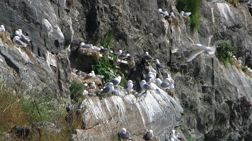 PIC_1193.JPG - Heute sch.....en die Moewen drauf und "das ist auch gut so!"