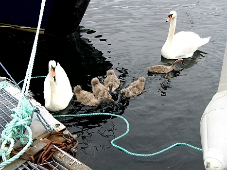 DSCI0009.JPG - Die scheints auch ueberall zu geben und natuerlich springt die Bordfee sofort los und besorgt Brot...
