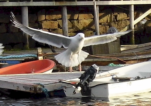 DSCI0021a.jpg - Nein, keine Friedenstaube, sondern eine Moewe. Erstgenannte scheinen heutzutage ja eher zum Abschuss freigegeben, wenn man so die Nachrichten verfolgt...