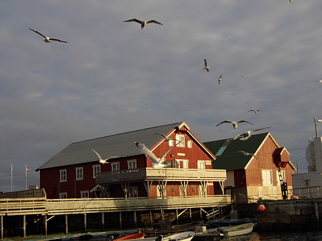 DSCI0022.JPG - Saetervaagen ist anscheinend auch ein Moewenparadies. Das merkt auch die Bordfee sofort und zueckt die Kamera...