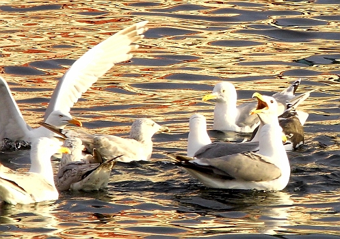 DSCI0060a.jpg - Ja, auch Moewen sind nur Menschen und irgendeiner spielt halt auch da immer den Boss... und hat ein grosses Maul!
