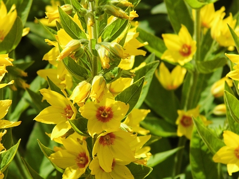 DSCI0154.JPG - Wie schon mal gesagt: Wir sind dem Fruehling hinterhergefahren, haben ihn wiedergefunden und naehern uns blumenmaessig langsam dem Sommer. Einfach nur schoen!