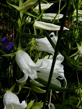 DSCI0158.JPG - Ich koennte eine ganze Festplatte mit solchen Bildern fuellen (frueher hies es ja mal:" einen ganzen Film"...)