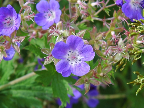 DSCI0160.JPG - Die Natur ist etwas Wunderbares. Und da glauben wir Menschen, genial zu sein?! Nein! Das hier ist genial