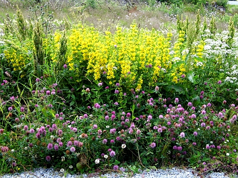 DSCI0161.JPG - Bluemnpracht ohne jegliches Zutun des Menschen und gerade deshalb so schoen
