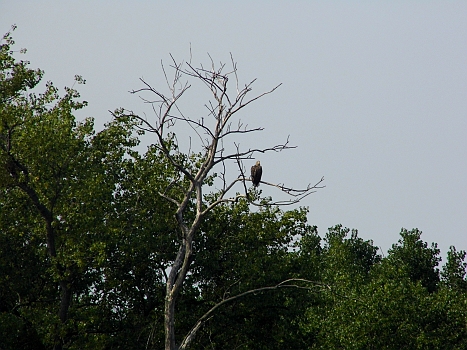 DSCI0028.JPG - Beim Einlaufen in den Dabie See begruesst uns ein grosser Seeadler. Leider, wie immer, ziemlich weit weg