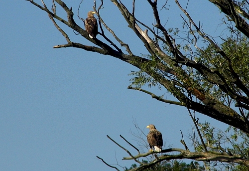 DSCI0044aa.jpg - Auf der Westoder begegnet uns noch ein Adlerpaerchen. 