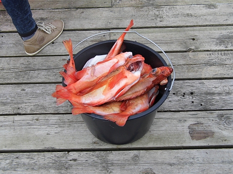 DSCI0007b.JPG - Sie sind gross und sehen interessant und schmackhaft aus, auch wenn sie noch so grosse Augen machen: Aber watt is' datt nun fuern Fisch? 