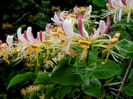 DSCI0021x.JPG - Sind sie nicht einfach fantastisch! Und alles waechst wild!