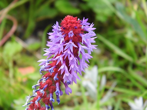 DSCI0048x.JPG - Der Skipper froehnt wieder einer seiner liebsten Beschaeftigungen: Blumen betrachten