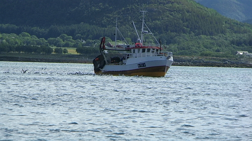 PIC_1266.JPG - Wir verlasssen am fruehen Morgen Leka, unseren kleinen gemuetlichen Hafen, von dem wir glaubten, er sei kaum zu toppen. Unterwegs begegnet uns ein Fischer, der, glaubt man dem Andrang an Moewen, wohl sehr erfolgreich war