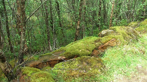 PIC_1389.JPG - Schliesslich gelangen wir in einen anscheinend verwunschenen Wald