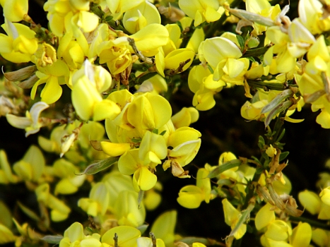 DSCI0027.JPG - Auch hier haelt der Fruehling Einzug! Ginster!