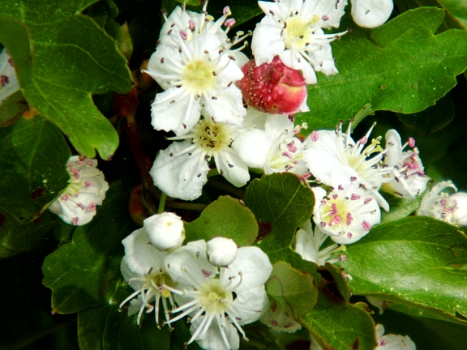 DSCI0031.JPG - Alles blueht! Meine Allergietabletten haben Gro&Atilde;�einsatz! aber ich moechte es um nichts missen!