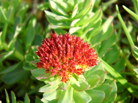 DSCI0036.JPG - Selbst im trockenen Sand am Strand sind Wunderwerke der Natur zu entdecken. Man muss sich nur Zeit nehmen, sie zu finden und zu studieren!