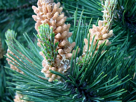 DSCI0062.JPG - Das duerfte die Quelle meines Unwohlseins und der riesigen Pollenteppiche auf See sein...