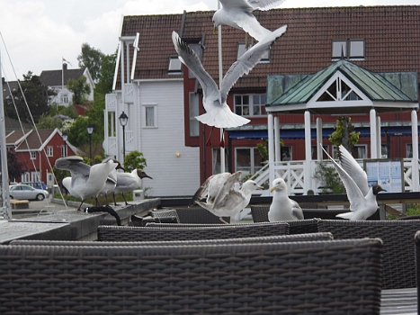 DSCI0186.JPG - Ja, wenn die zahlenden Gaeste weg sind, holt sich die "Urbevoelkerung" ihren Teil. Da gibt's kein Pardon