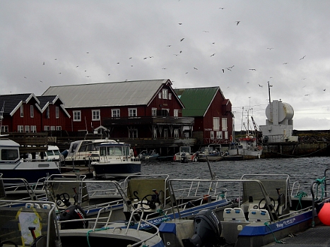 DSCI0254.JPG - Die Moewen, die eigentlichen Herren des Ortes, haben Anfangs noch ihren Spass am Wind, der sich bei einsetzedem Dauerregen aber schnell legt.