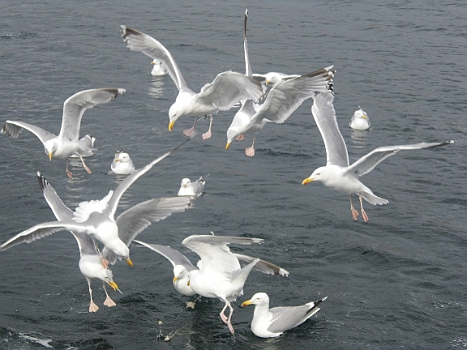 DSCI0284.JPG - Als kurz mal die Sonne in Setervagen aufflackert, beschliesst die Bordfee sich mit den Herren von Setervagen anzufreunden, sprich, sie zu fuettern