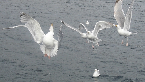 DSCI0326-2.jpg - Akrobaten der Luefte. Wenns um Futter geht, ist fuer Moewen nichts unmoeglich