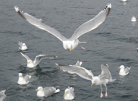 DSCI0331-2.jpg - Elegante Flieger sind sie allemal