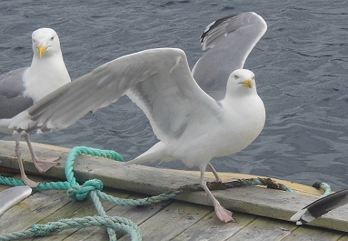 DSCI0456_2.jpg - Und stolze Voegel. Wenn man das so sieht: Steht einem Adler doch in nichts nach
