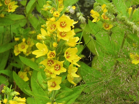 DSCI0563.JPG - Man koennte bei dem Anblick meinen, alles waere nur schoen, eben Sommer, aber leider weit gefehlt.