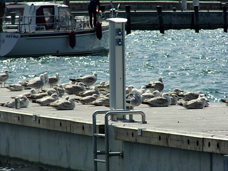 DSCI0001.JPG - Bei dem Wind haben auch die M&Atilde;&para;wen keine Lust mehr und gehen in Deckung. 6 bis 7 Bft. im Hafen, gemessene Spitzenb&Atilde;&para;en bis 8 Bft. So wardas nicht angesagt.