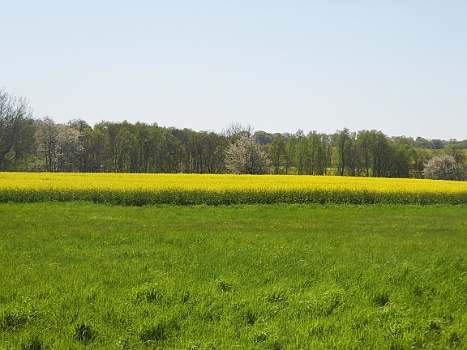 DSCI0046.JPG - Eine freundliche Weberin gibt uns den Tip, den Wanderweg 4 zu nutzen. Schon der erste Eindruck der bl&Atilde;&frac14;henden Rapsfelder &Atilde;&frac14;berw&Atilde;&curren;ltigt. Wir sind mitten in den Fr&Atilde;&frac14;hling hineingefahren. Das gibt kein Foto der Welt wieder