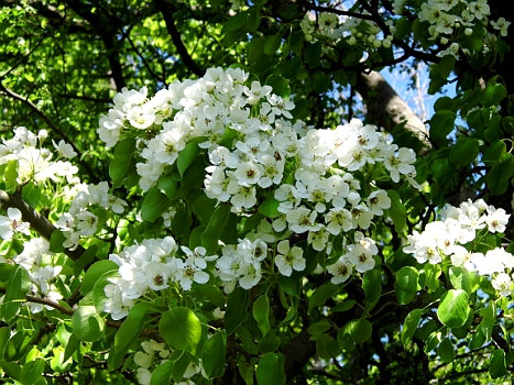 DSCI0051.JPG - Alles steht in voller Bl&Atilde;&frac14;te. Man k&Atilde;&para;nnte tausende solcher fotos amchen und w&Atilde;&frac14;&Atilde;�tze am Ende nicht welches das Sch&Atilde;&para;nste ist