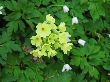 DSCI0074.JPG - Dazwischen Schl&Atilde;&frac14;sselblumen...