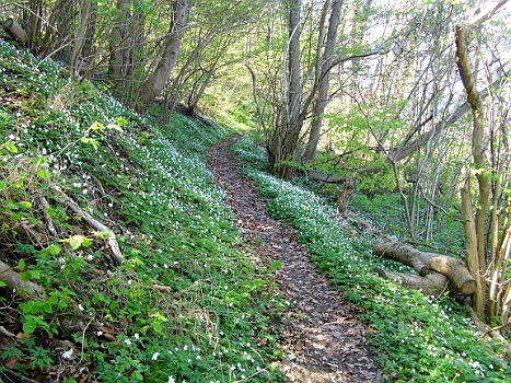 DSCI0078.JPG - Alles wei&Atilde;�e hier sind Buschwindr&Atilde;&para;schen. Ein Weg, wie im M&Atilde;&curren;rchen