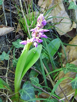 DSCI0091.JPG - Sie sind zun&Atilde;&curren;chst recht unscheinbar, weil sie so klein sind