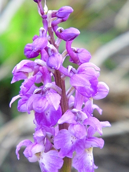 DSCI0100.JPG - Aber wenn man sie n&Atilde;&curren;her betrachtet entfalten sie ihre ganze Pracht