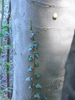 DSCI0101.JPG - Wer Augen hat zu sehen, der sehe. Frage: Wer gewinnt wohl das Rennen? Die Schnecke oder der Efeu? Im Moment liegt die Schnecke eindeutig in F&Atilde;&frac14;hrung